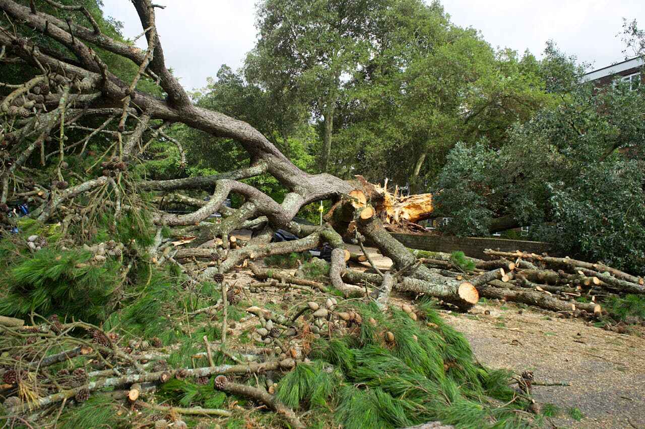 Dead Tree Removal in Ottumwa, IA